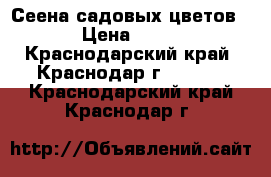 Сеена садовых цветов › Цена ­ 20 - Краснодарский край, Краснодар г.  »    . Краснодарский край,Краснодар г.